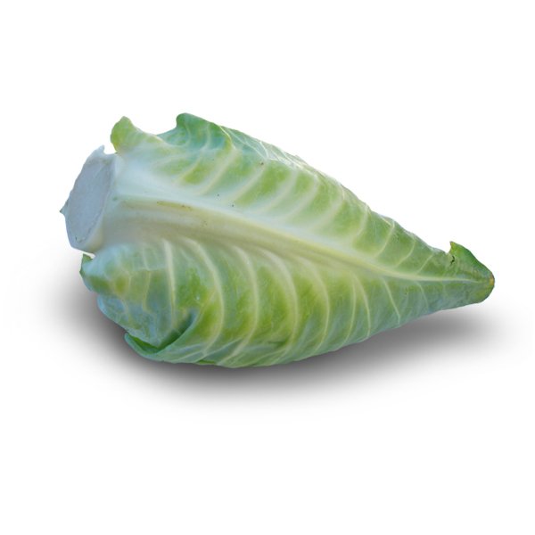 [3_0269] Spitzkraut (Spitzkohl) - fränkisch