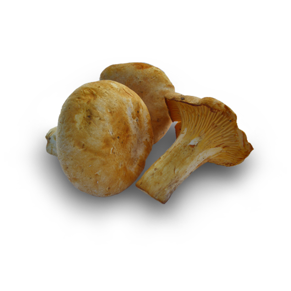 Pfifferlinge