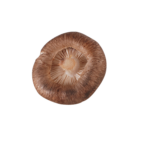 Shiitake