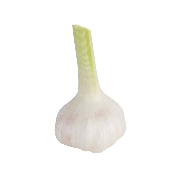 [3_0311] Knoblauch - frisch