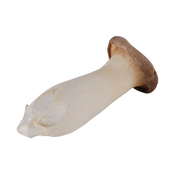 Kräuterseitlinge